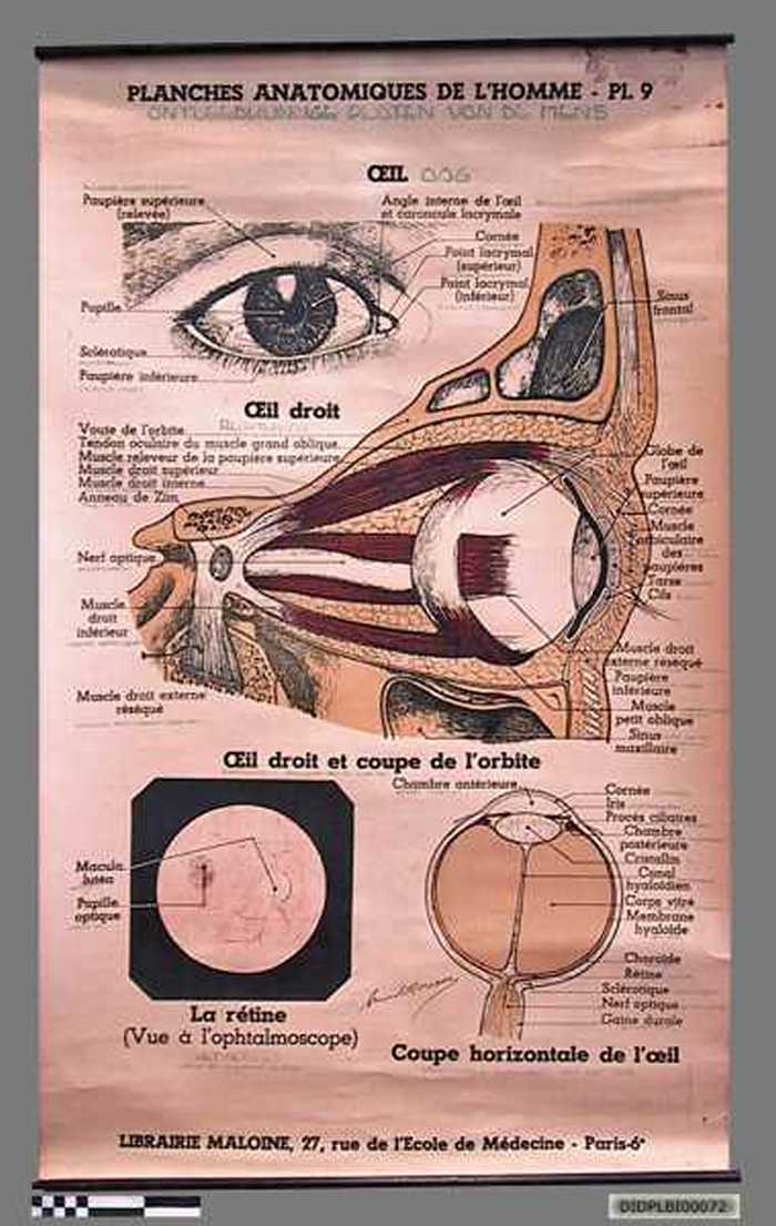 Het oog