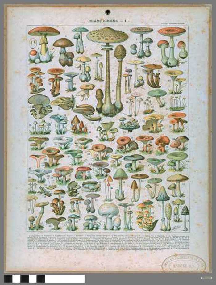 Champignons I (paddestoelen)