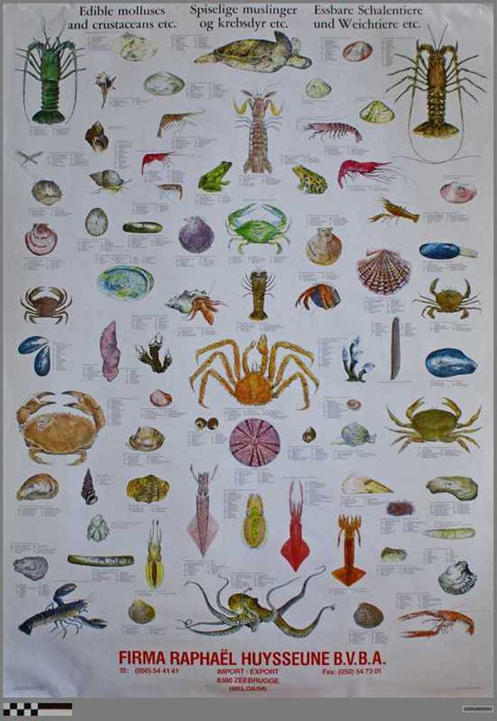 Edible molluscs and crustaceans etc.