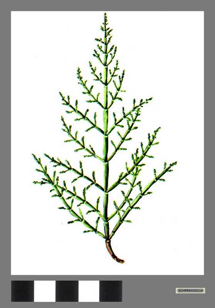 Zeekraal- Salicorne herbacée